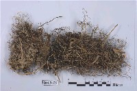 藏品(亞鈴孢衣屬)的圖片